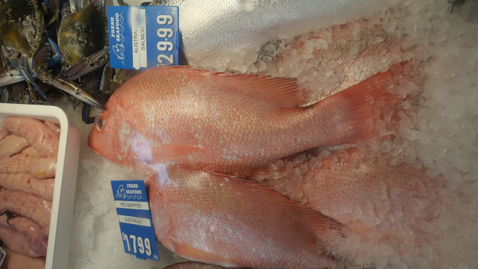 Fresh red snapper